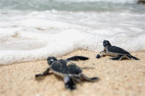 Sea Turtle Nesting Beaches — See Turtles