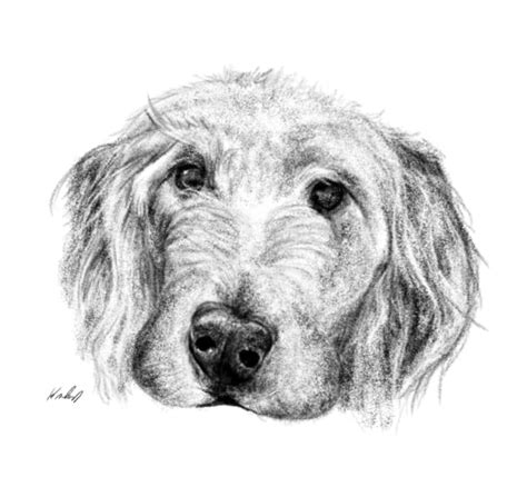 Digitally Draw Your Pet By Kieramcgrory Fiverr