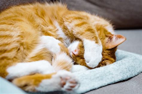 Cat Nap Furry Ginger Cat Sleeping On The Sofa Stock Photo Image Of