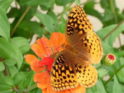 Great Spangled Fritillary Zinnia Flowers Zinnias Butterfly