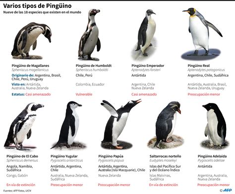 Características de 9 especies de pingüinos de 18 que existen Critica