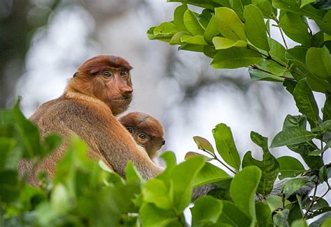 1800 Proboscis Monkey In The Rainforest Of Borneo Stock Photos
