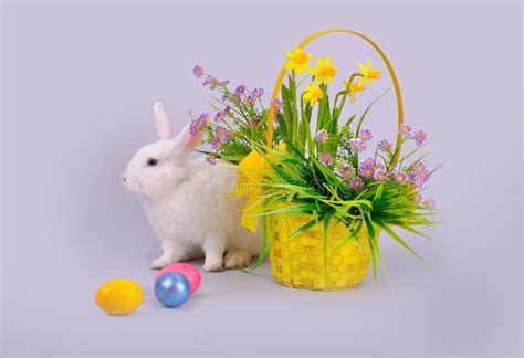 White Bunny Basket With Flowers And Easter Eggs Stock Photo Image Of