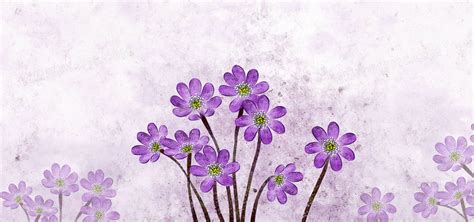唯美的紫色小花背景背景图片下载1920x900像素格式编号196fd22q1图精灵