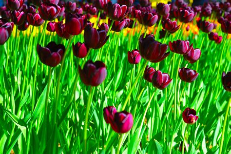 Top 10 tulips to plant for next spring - Country Life