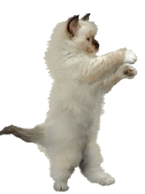 Dance Animation Cat Clip Art Animation Png Download 7681024 Free