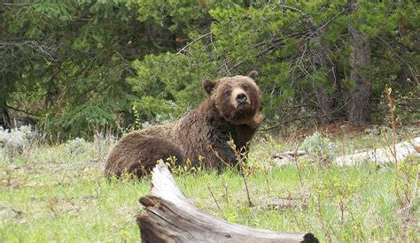 Wyoming Commission Approves Grizzly Hunt Rocky Mountain Elk Foundation