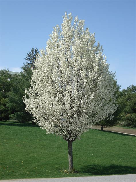 The Middlebury Landscape Ornamental Pear Tree Flowering Pear Tree