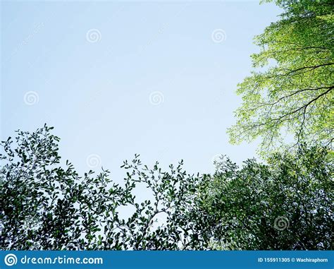 Green Tree Bush On Blue Sky And Sunshine Green Leaves Nature