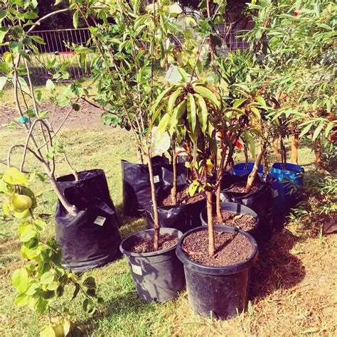 22 Dwarf Fruit Tree Spacing 2023 Urban Gardening Containers