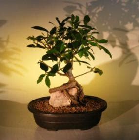 David holding the fig and showing its long, long but very stiff roots. Ficus Bonsai Tree - Root Over Rock(ficus natalensis)