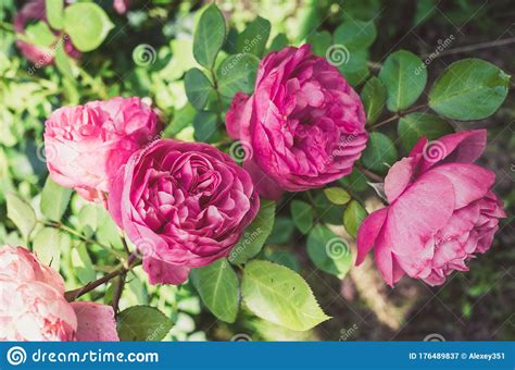 Pink Rose Beautiful Pink Rose Blooming In Summer Gardenpink Flower Of