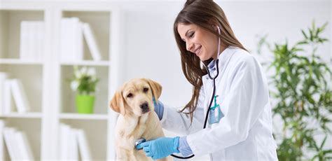 We understand every dog is an individual and we them the way you would.with love! How To Find the Best Veterinarian Near Me -OURLAND ...