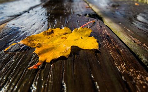 Maple Leaf On Brown Wood Panel Hd Wallpaper Wallpaper Flare