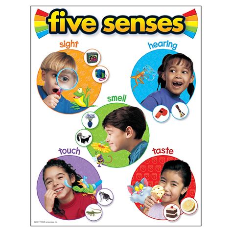 Five Senses Learning Chart 17 X 22 T 38051 Trend Enterprises Inc
