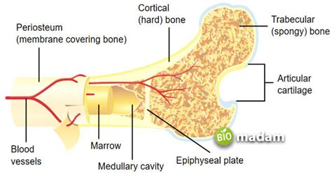 Function Of Spongy Bone Biomadam