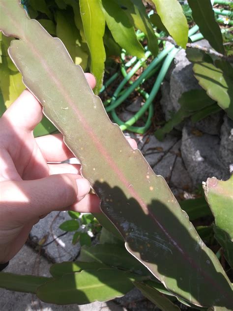 Maybe you would like to learn more about one of these? What's wrong with my plant? : plantclinic