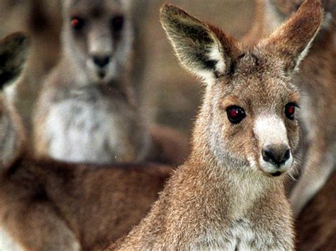 Kangaroos Can Communicate With Humans Study World Gulf News