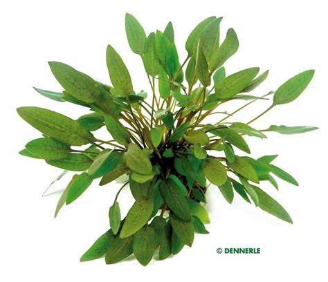 The plant doesn't require lots of care and will thrive in areas of both high lighting and low lighting. Cryptocoryne wendtii C 421 - Brauner Wasserkelch | Zoo Roco