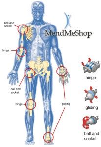Active flexibility is how much you can stretch unaided, by stretching the joint and freezing in the the thoracic spine was not included in the diagram of joints above, as it is not a joint and indeed included in most flexibility trainings. All of the Body's Joints are Reciprocal