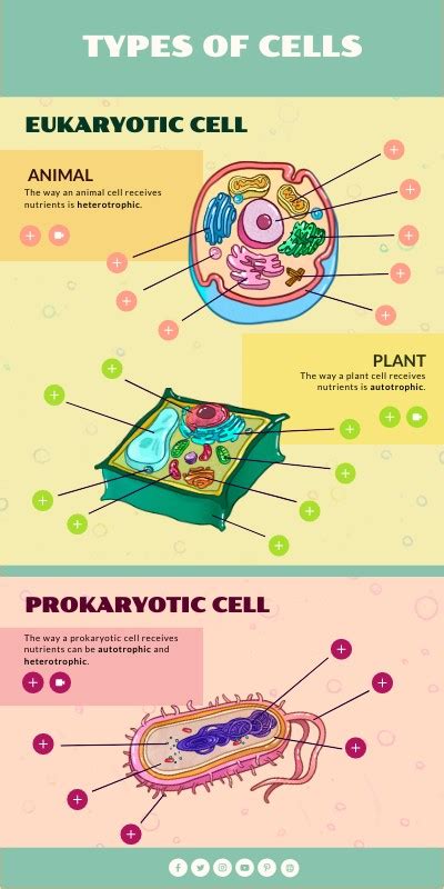 Types Of Cells Vertical Infographic