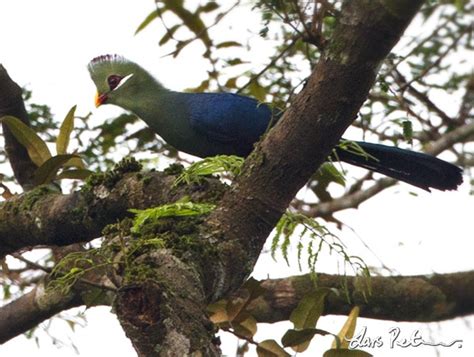 Yellow Billed Turaco Cameroon Bird Images From Foreign Trips