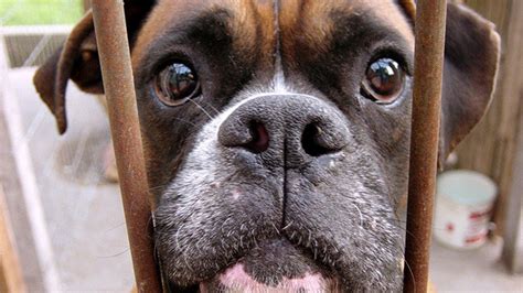 Puppyfinder.com is your source for finding an ideal puppy for sale in canada. Petition · Kijiji Canada: Stop puppy mills and prohibit ...