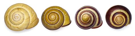 The european land snail cepaea nemoralis (linnaeus, 1758) was introduced in north america in 1857 inburlington, new jersey, u.s.a. Cepaea-nemoralis