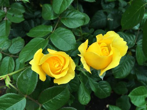 Free 659 Yellow Images Of Roses Yellowimages Mockups