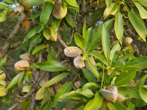 Almond Tree Self Pollinating Diacos Garden Nursery Melbourne