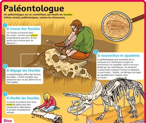 Fiche Exposés Paléontologue Fiche Metier Paléontologue Dinosaure
