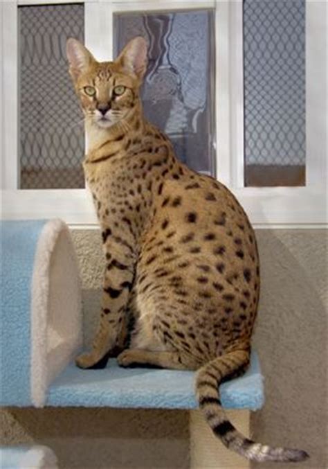 images  savannah cats  pinterest cats    serval cats