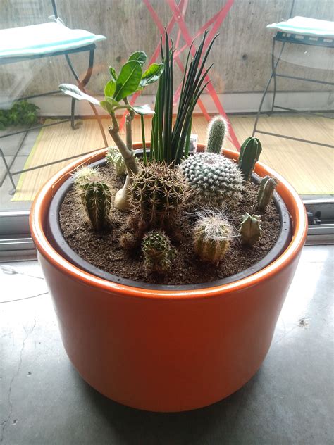 If you want a minimalist cactus garden, then. Wife and I teamed up to make a tiny indoor cactus garden ...