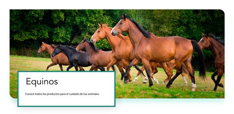 productos veterinarios para equinos