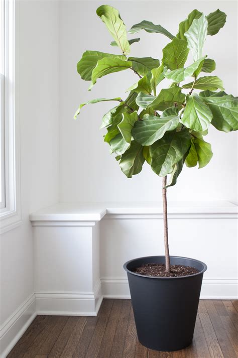 Ficus lyrata is a fig (or ficus), native to tropical cameroon in africa and is in the fig/mulberry family, moraceae. How To Repot A Fiddle Leaf Fig Tree - Room For Tuesday