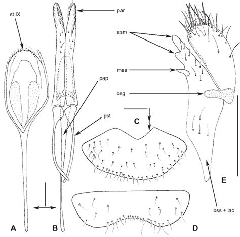A D Afrocyrona Pedestris Sp Nov Male Holotype A Abdominal Segment