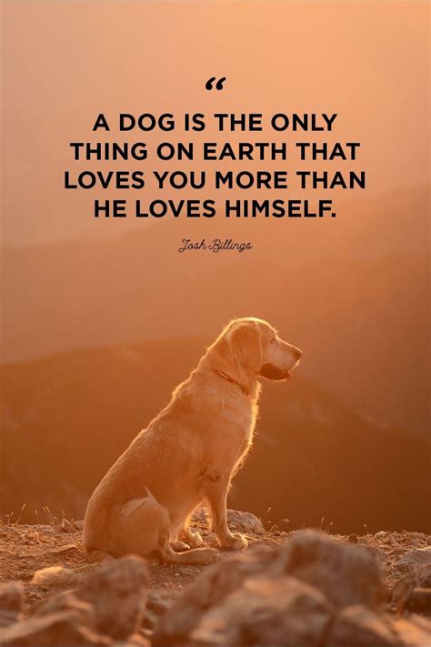 Pin By Curiosidades Extrano On Dog Love Dog Quotes Love Dog Best