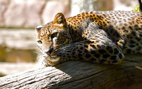 Leopard Hq Wallpapers In  Format For Free Download