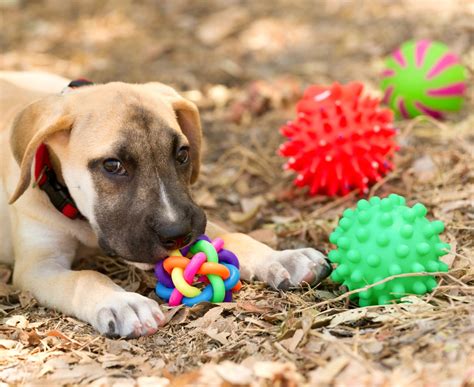 Get A Toy How To Choose The Right Toy For Your Pet
