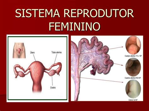 O Sistema Reprodutor Feminino Desempenha As Seguintes Funções Exceto