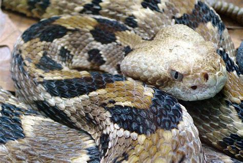 Western Kentucky Snakes Wkms
