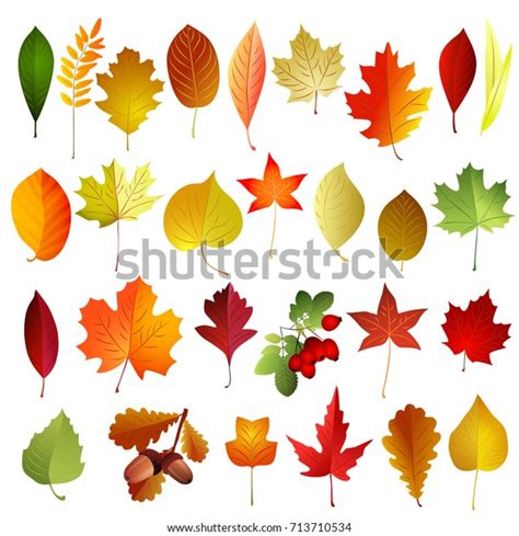 Set Autumn Colored Leaves Vector Elements Stock Vector Royalty Free