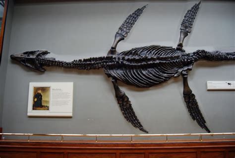The First Plesiosaur Fossil Found By Mary Anning In 1821 In Lyme Regis