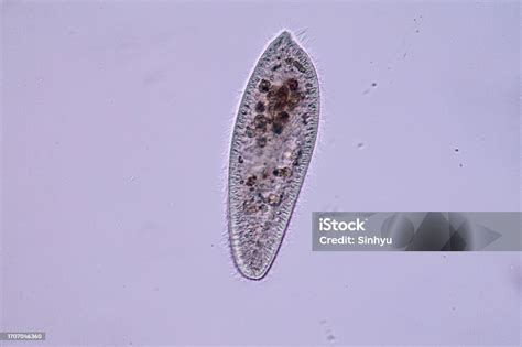 Paramecium Is A Genus Of Unicellular Ciliated Protozoan And Bacterium