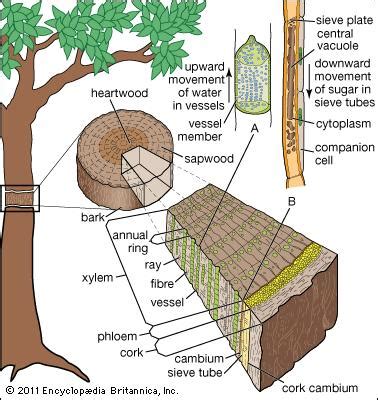 Maybe you would like to learn more about one of these? xylem | plant tissue | Britannica.com