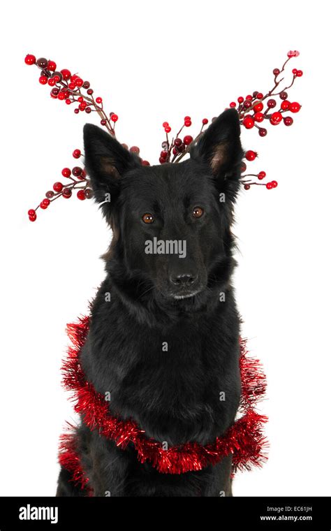 Portrait Of A Looking Black German Shepherd With Christmas Decorations