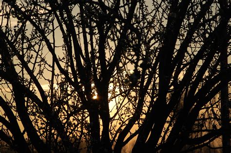 Free Images Tree Nature Branch Sunset Sunlight Morning Leaf
