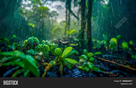 Amazon Rainforest 3d Image And Photo Free Trial Bigstock