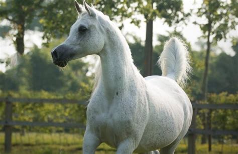 Top 10 Most Expensive Horse Breeds Will Shock You Review Of 2021