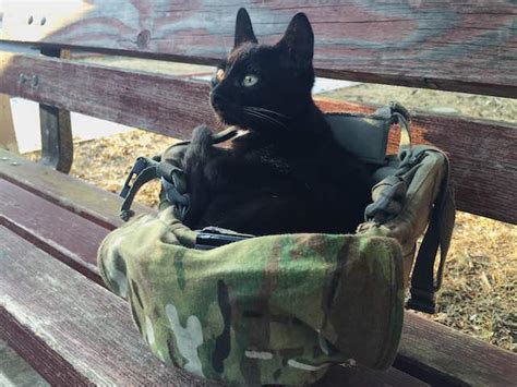 Soldier Befriends Stray Cat While Hes Overseas And Finally Takes Him